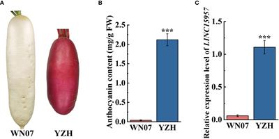 The long noncoding RNA LINC15957 regulates anthocyanin accumulation in radish